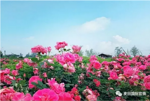 麥田國際——麥田里的守望者，“互聯(lián)網(wǎng)+農(nóng)業(yè)”的先行者